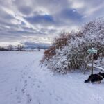 Nabu-Naturlehrpfad "Wilde Weiden" - Touringen Stempel 267, 268, 269, 270)) - <a href="https://ms29.de">© Michael Stollmann</a> Nabu-Naturlehrpfad "Wilde Weiden" - © Michael Stollmann