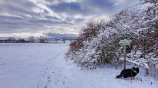 Nabu-Naturlehrpfad "Wilde Weiden" - Touringen Stempel 267, 268, 269, 270)) - <a href="https://ms29.de">© Michael Stollmann</a> Nabu-Naturlehrpfad "Wilde Weiden" - © Michael Stollmann