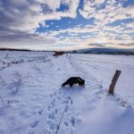 Nabu-Naturlehrpfad "Wilde Weiden" - Touringen Stempel 267, 268, 269, 270)) - <a href="https://ms29.de">© Michael Stollmann</a> Nabu-Naturlehrpfad "Wilde Weiden" - © Michael Stollmann