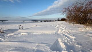Spuren im Schnee - <a href="https://ms29.de">© Michael Stollmann</a> Nabu-Naturlehrpfad "Wilde Weiden" - © Michael Stollmann