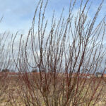 Ein Bild von der Wanderung "zum Mittelpunkt Deutschlands" rund um die Seebachtalsperre - 14,2 KM - Touringenstempel 45 + Iron Lake Challenge - <a href="https://wanderstruck.de">© Michael Stollmann</a> Weidekätzchen - © Michael Stollmann