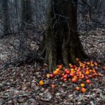 Futteräpfel vor einem Baum gelegt. - <a href="https://wanderstruck.de">© Michael Stollmann</a> Fahner Höhen Runde 01 - 23km - © Michael Stollmann