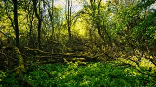 der natürliche Waldrand - © Michael Stollmann