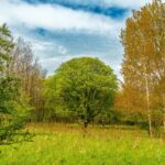 Wanderung in der Welterberegion Wartburg Hainich - Betteleichenpfad - <a href="https://wanderstruck.de">© Michael Stollmann</a> buntes Baumsortiment - © Michael Stollmann