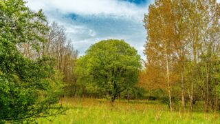buntes Baumsortiment - © Michael Stollmann