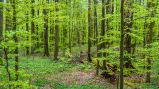 naturbelassener Wald - © Michael Stollmann