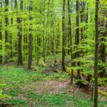 Wanderung in der Welterberegion Wartburg Hainich - Betteleichenpfad - <a href="https://wanderstruck.de">© Michael Stollmann</a> naturbelassener Wald - © Michael Stollmann