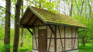seltener Anblick im Wald - © Michael Stollmann