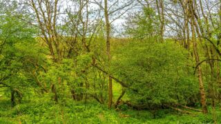 naturbelassener Wald - © Michael Stollmann