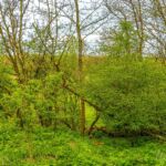 Wanderung in der Welterberegion Wartburg Hainich - Betteleichenpfad - <a href="https://wanderstruck.de">© Michael Stollmann</a> naturbelassener Wald - © Michael Stollmann