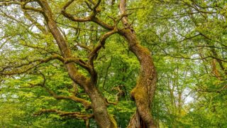 die Betteleiche - © Michael Stollmann