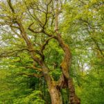 Wanderung in der Welterberegion Wartburg Hainich - Betteleichenpfad - <a href="https://wanderstruck.de">© Michael Stollmann</a> die Betteleiche - © Michael Stollmann