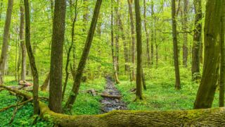 Wasser findet immer einen Weg - © Michael Stollmann