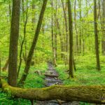Wanderung in der Welterberegion Wartburg Hainich - Betteleichenpfad - <a href="https://wanderstruck.de">© Michael Stollmann</a> Wasser findet immer einen Weg - © Michael Stollmann