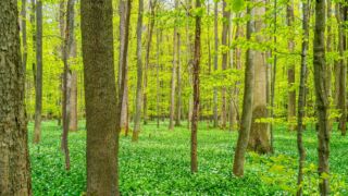 Bärlauch in Massen - © Michael Stollmann