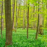 Wanderung in der Welterberegion Wartburg Hainich - Betteleichenpfad - <a href="https://wanderstruck.de">© Michael Stollmann</a> Bärlauch in Massen - © Michael Stollmann