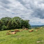 Rundwanderung Trusetal - Bairoda - 13 KM - 2 Touringenstempel - abwechslungsreiche Natur - <a href="https://wanderstruck.de">© Michael Stollmann</a> auch die Kühe chillen - © Michael Stollmann
