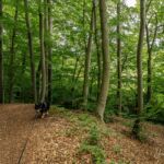 Rundwanderung Trusetal - Bairoda - 13 KM - 2 Touringenstempel - abwechslungsreiche Natur - <a href="https://wanderstruck.de">© Michael Stollmann</a> Waldweg mit Hund - © Michael Stollmann