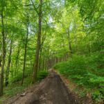 Rundwanderung Trusetal - Bairoda - 13 KM - 2 Touringenstempel - abwechslungsreiche Natur - <a href="https://wanderstruck.de">© Michael Stollmann</a> schattiger Waldweg - © Michael Stollmann