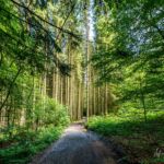 Rundwanderung Trusetal - Bairoda - 13 KM - 2 Touringenstempel - abwechslungsreiche Natur - <a href="https://wanderstruck.de">© Michael Stollmann</a> durch den Wald - © Michael Stollmann