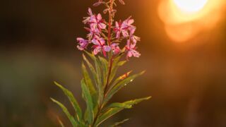 SIGMA 28-105mm F2.8 DG DN | Art - Copyright @ Herve Rannu / Herve Rannu Photography SIGMA 28-105mm F2.8 DG DN | Art - Copyright @ Herve Rannu / Herve Rannu Photography