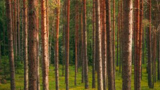 Waldansicht mit SIGMA 28-105mm F2.8 DG DN | Art - Copyright @ Herve Rannu / Herve Rannu Photography Waldansicht mit SIGMA 28-105mm F2.8 DG DN | Art - Copyright @ Herve Rannu / Herve Rannu Photography