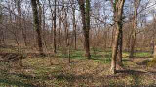 das erste Grün breitet sich aus - © Michael Stollmann