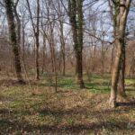 Runde vom Waldkasino vorbei an der Fuchsfarm (Touringenstempel 215, 216, 217) " März 2025 " wanderstruck - <a href="https://wanderstruck.de">© Michael Stollmann</a> das erste Grün breitet sich aus - © Michael Stollmann