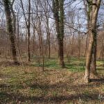 Runde vom Waldkasino vorbei an der Fuchsfarm (Touringenstempel 215, 216, 217) " März 2025 " wanderstruck - <a href="https://wanderstruck.de">© Michael Stollmann</a> das erste Grün breitet sich aus - © Michael Stollmann