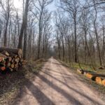 Runde vom Waldkasino vorbei an der Fuchsfarm (Touringenstempel 215, 216, 217) " März 2025 " wanderstruck - <a href="https://wanderstruck.de">© Michael Stollmann</a> Der Wald wird gelichtet - © Michael Stollmann