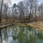 Runde vom Waldkasino vorbei an der Fuchsfarm (Touringenstempel 215), Domblick (216) und Waldspielplatz (217) " März 2025 - <a href="https://wanderstruck.de">© Michael Stollmann</a> Quellteich nach dem Kahlschlag - © Michael Stollmann