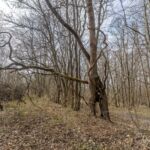 Runde vom Waldkasino vorbei an der Fuchsfarm (Touringenstempel 215, 216, 217) " März 2025 " wanderstruck - <a href="https://wanderstruck.de">© Michael Stollmann</a> Bäume stützen sich - © Michael Stollmann