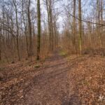 Runde vom Waldkasino vorbei an der Fuchsfarm (Touringenstempel 215, 216, 217) " März 2025 " wanderstruck - <a href="https://wanderstruck.de">© Michael Stollmann</a> noch zuviel braun - © Michael Stollmann