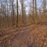 Runde vom Waldkasino vorbei an der Fuchsfarm (Touringenstempel 215, 216, 217) " März 2025 " wanderstruck - <a href="https://wanderstruck.de">© Michael Stollmann</a> noch zuviel braun - © Michael Stollmann