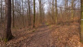 noch zuviel braun - © Michael Stollmann