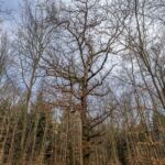 Runde vom Waldkasino vorbei an der Fuchsfarm (Touringenstempel 215, 216, 217) " März 2025 " wanderstruck - <a href="https://wanderstruck.de">© Michael Stollmann</a> ein Baum unter Bäumen - © Michael Stollmann