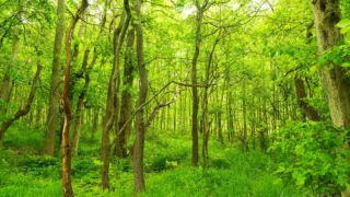 Erfurt Steiger " Mai 2023 - © Michael Stollmann