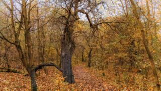 ... und glücklicherweise nicht gepflaster, wie es einige unter Qualitätswanderweg verstehen. - <a href="https://wanderstruck.de">© Michael Stollmann</a> Huenenteich Wanderung - © Michael Stollmann