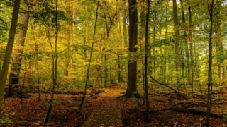 - <a href="https://wanderstruck.de">© Michael Stollmann</a> Huenenteich Wanderung - © Michael Stollmann