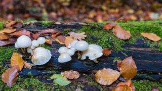 - <a href="https://wanderstruck.de">© Michael Stollmann</a> Huenenteich Wanderung - © Michael Stollmann