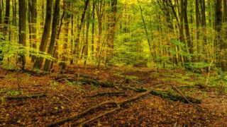 - <a href="https://wanderstruck.de">© Michael Stollmann</a> Huenenteich Wanderung - © Michael Stollmann