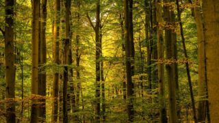 - <a href="https://wanderstruck.de">© Michael Stollmann</a> Huenenteich Wanderung - © Michael Stollmann