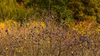 - <a href="https://wanderstruck.de">© Michael Stollmann</a> Huenenteich Wanderung - © Michael Stollmann