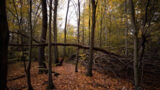 - <a href="https://wanderstruck.de">© Michael Stollmann</a> Huenenteich Wanderung - © Michael Stollmann