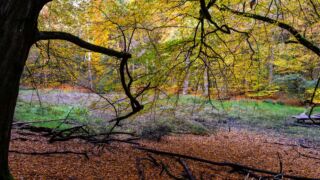 der ziemlich trockene Hühnenteich - <a href="https://wanderstruck.de">© Michael Stollmann</a> Huenenteich Wanderung - © Michael Stollmann