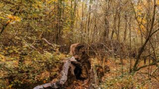 der Weg allen Irdischen - <a href="https://wanderstruck.de">© Michael Stollmann</a> Feensteig Rundwanderung - © Michael Stollmann