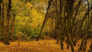 Weg ins Nichts - <a href="https://wanderstruck.de">© Michael Stollmann</a> Feensteig Rundwanderung - © Michael Stollmann
