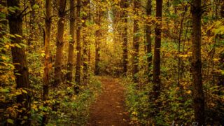 der Wald steht Spalier - <a href="https://wanderstruck.de">© Michael Stollmann</a> Feensteig Rundwanderung - © Michael Stollmann